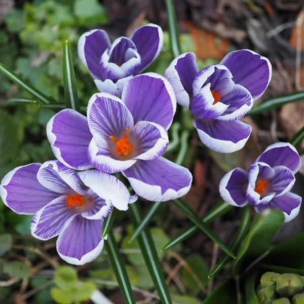 Gartenarbeiten Im Fruhling Gardennewbees